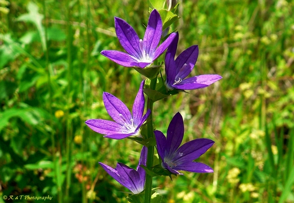 {Triodanis perfoliata}